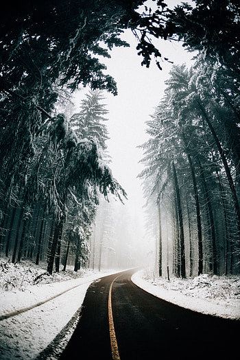 Winter, Nature, Trees, Road, Turn, Fog, Asphalt HD phone wallpaper