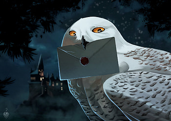 Hedwig, Fan art HD wallpaper