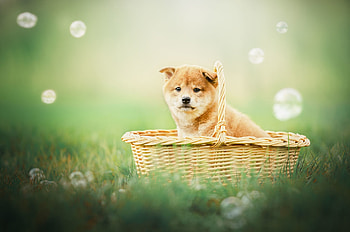 Puppy, Shibas HD wallpaper