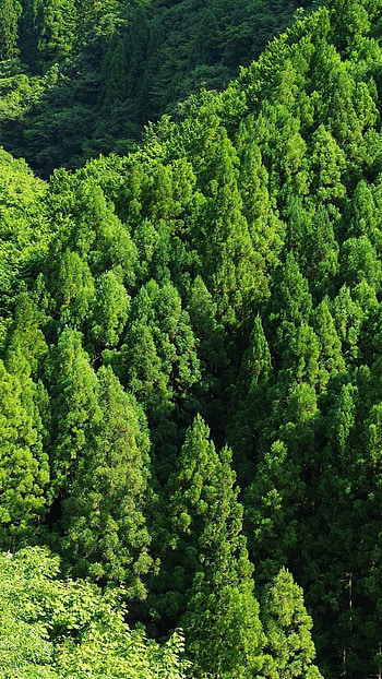 Aerial perspective, Canopy of trees, Majestic forest, Breathtaking landscapes HD phone wallpaper