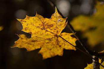Nature, Autumn, Leaf, Sheet, Maple HD wallpaper
