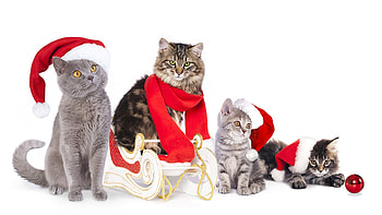 :), kitten, craciun, cat, pisici, christmas, red, scarf, hat, santa HD wallpaper