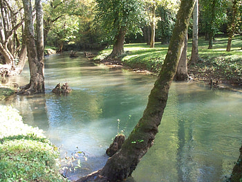 Stream among the Trees, trees, summer, water, forest HD wallpaper