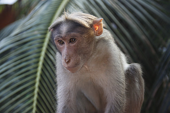 Animals, Palm, Branch, Monkey, Animal HD wallpaper