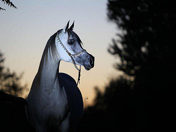 Beautiful Arabian!, horses HD wallpaper