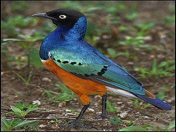 surprise, blue, black, bird, red HD wallpaper