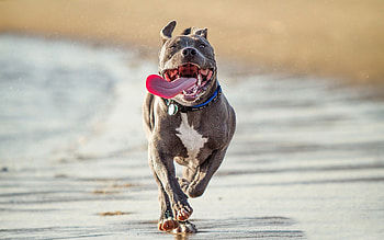 Animals, Shore, Bank, Dog, Protruding Tongue, Tongue Stuck Out, Run Away, Run HD wallpaper