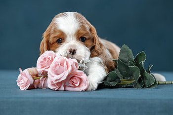 ღ, Roses, Flowers, Dog, Puppy HD wallpaper