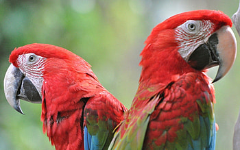 Animals, Birds, Parrots, Bright, Beak, Couple, Pair HD wallpaper