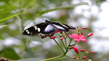 Patterns, Flower, Macro, Flight, Butterfly HD wallpaper