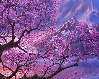 PINK MOUNTAIN, TOP, SNOW, CHERRY, MOUNTAIN, BLOOMS HD wallpaper