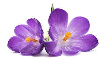 Plants, Flowers, Violet HD wallpaper