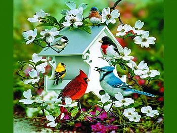 Bird's House, cute, birds, house, nice HD wallpaper