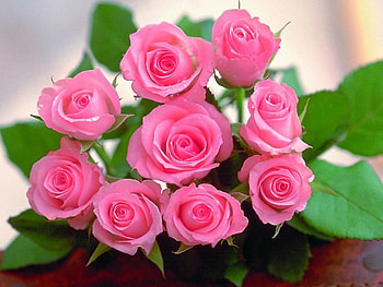 Bouquet roses, flowers, roses HD wallpaper