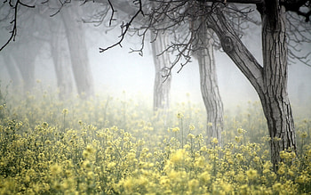 Nature, Trees, Fog, Colors, Color, Herbs, Herbage, Bark HD wallpaper
