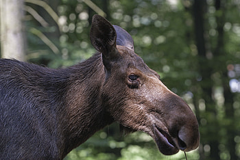 Animals, Glare, Forest, Muzzle, Profile, Elk HD wallpaper