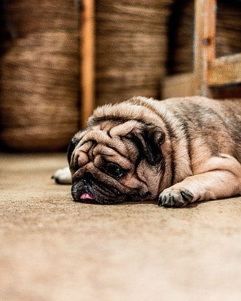 Animals, Dog, Pet, Sadness, Protruding Tongue, Tongue Stuck Out, Sorrow, Pug HD phone wallpaper