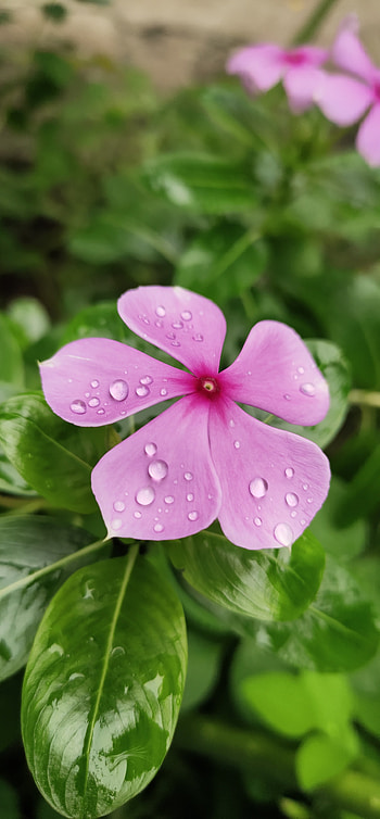 Flowers, pink, petal HD phone wallpaper