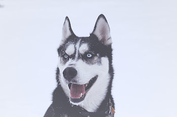 Animals, Dog, Muzzle, Husky, Blue Eyed, Blue-Eyed HD wallpaper