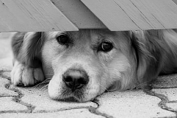 Hello, is there anybody ?, dog, color, expression, , new HD wallpaper