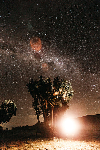 Nature, Night, Palms, Glare, Bright, Starry Sky, Flash HD phone wallpaper