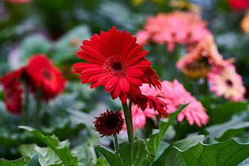 Flowers, Flower, Flower Bed, Flowerbed, Gerbera HD wallpaper