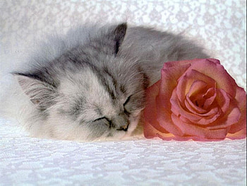 Lovely cat and rose, kitten, rose, flower, love, cat, sleep HD wallpaper