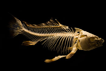 Close-up of a fish skeleton displayed against a black backdrop. HD wallpaper