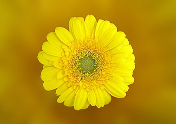 BEAUTIFUL GERBERA, FLOWER, PRETTY, GERBERA HD wallpaper
