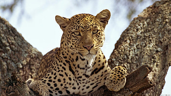 Animals, Leopards HD wallpaper