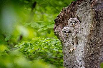 Owls, leaves, bird, wildlife, raptor, tree HD wallpaper