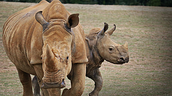 Mother and baby, Rhino HD wallpaper