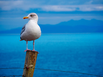 Seagull Birds , seagull, birds HD wallpaper