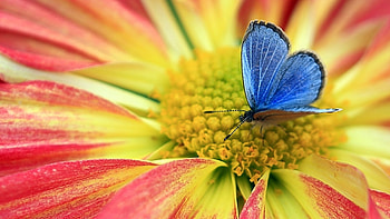Butterflies, Insects HD wallpaper