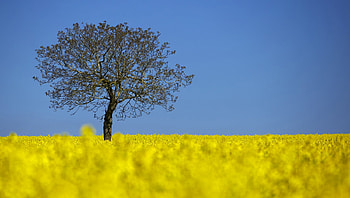 Tree in blooming rapeseed field, Switzerland, Spring morning, Blooming, Lausanne, Tree, April 23 2015, Field, Rapeseed HD wallpaper