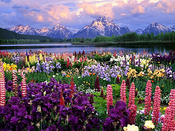 Landscape, Flowers, Mountains HD wallpaper