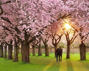Pink Flowers and Lovers, pink, romance, flowers, lovers HD wallpaper