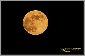 Full Moon in Los Angeles, night, full, moon, sky, los angeles, tree HD wallpaper
