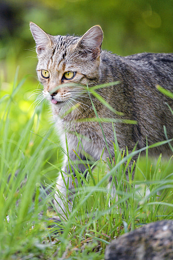 Animals, Grass, Cat, Pet, Protruding Tongue, Tongue Stuck Out HD phone wallpaper