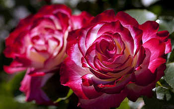 ROSES, PETALS, LEAVES, NATURE, COLORS HD wallpaper