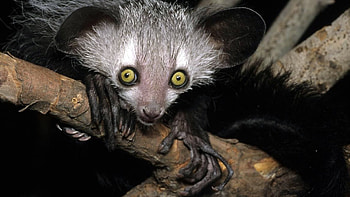 Aye Aye album, Captivating lemur , Curiosity-inducing creature, Imgur gallery HD wallpaper