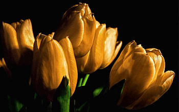 TULIPS, PETALS, NATURE, COLORS, STEMS HD wallpaper