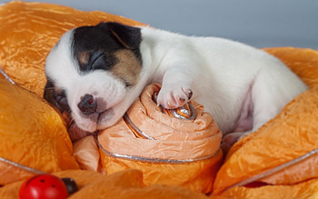 Dog, sweet, dogs, puppies, cute, beautiful, playful, playful dog, puppy, dog face, pretty, animals, face, lovely HD wallpaper