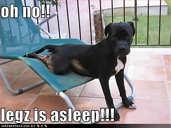 legz asleep, dog, funny HD wallpaper