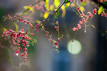 Flowers, Plant, Macro, Branch HD wallpaper