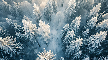 Winter Wonderland: Snowy Forest Aerial View, winter, snowy forest, aerial, forest, snow HD wallpaper