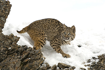 Animals, Snow, Iris, Fright HD wallpaper
