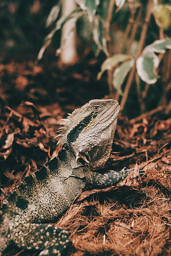 Animals, Reptile, Iguana, Mimicry HD phone wallpaper