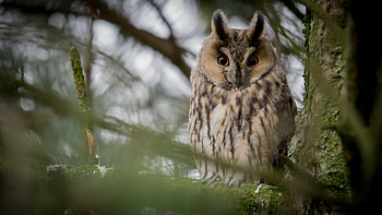 Animals, Owl, Feather, Bird, Branches, Branch, Eagle Owl HD wallpaper
