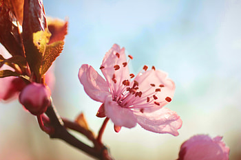 Flower, Macro, Bloom, Flowering, Branch, Spring HD wallpaper